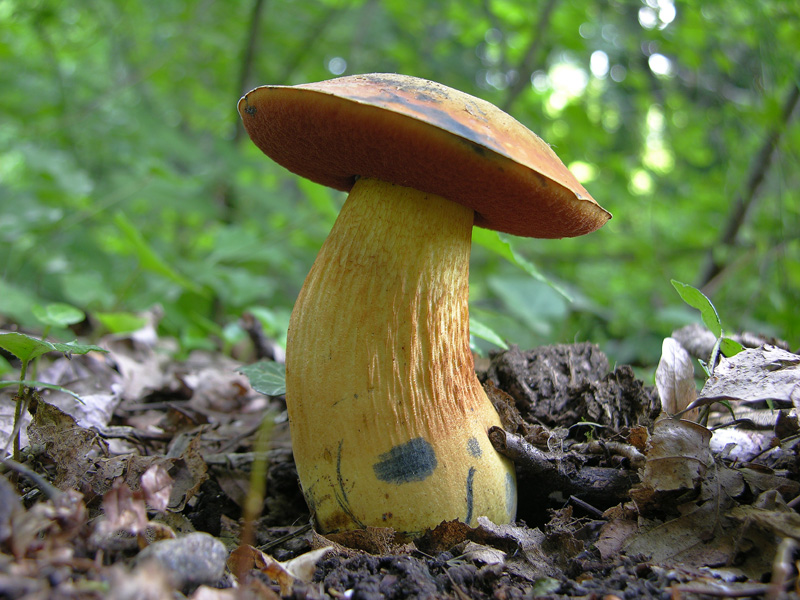 Boletus luridus e Leccinum carpini.